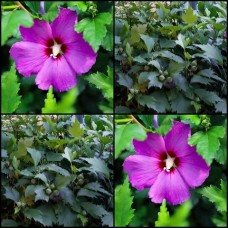 Hibiscus Single Purple x 1 Plants Rose of Sharon China Deciduous Shrubs Ruffles Flowering syriacus plants Althea Cottage Garden Flowers